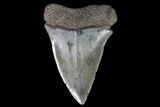 Fossil Mako Shark Tooth - Georgia #75023-1